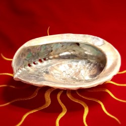 CONCHIGLIA DI ABALONE CM. 15